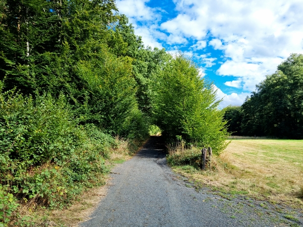 Eine Naturaufnahme auf der man einen Schotterweg und mehere Bäume sieht.