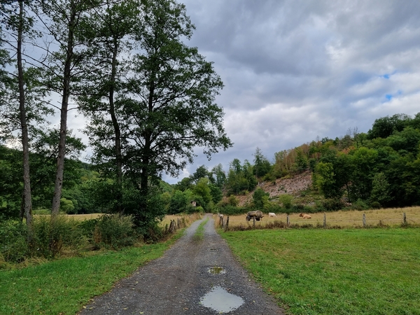 Eine Naturaufnahme auf der man einen Feldweg und Bäume sieht.
