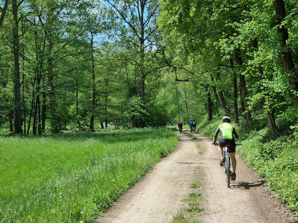 Eine Aufnahme von Fahrradfahrern auf einem Walddweg