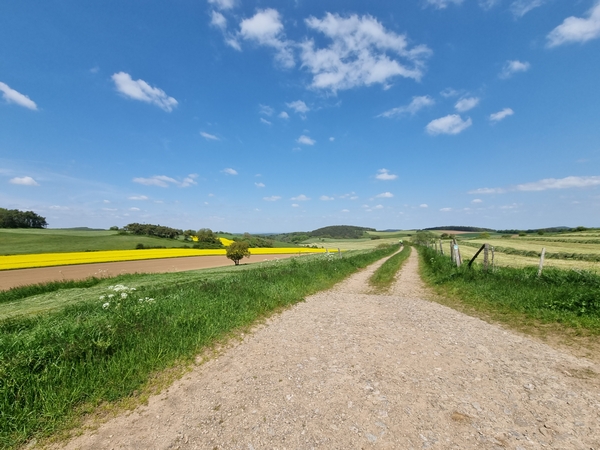 Eine Aufnahme von einem sonnnigen Feldweg