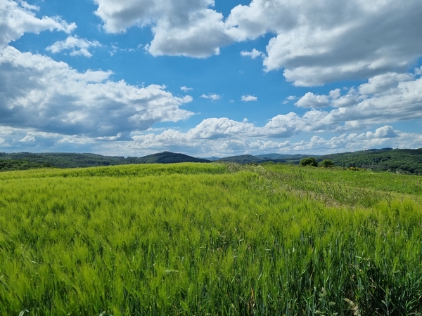 Eine Aufnahme von einem Feld und blauem Himmel