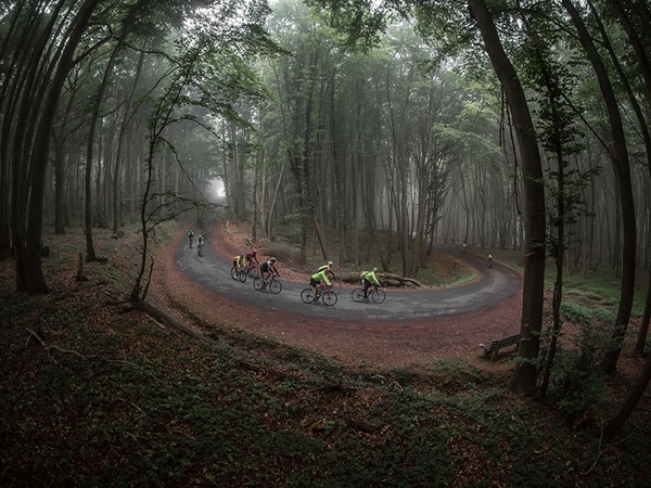 Mehrere Fahrradfahrer fahren durch ein Waldstück.