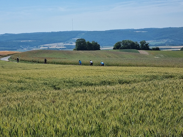 Mehrere Fahrradfahrer fahren einen Feldweg entlang.