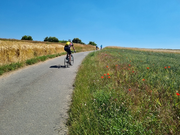 Mehrere Fahrradfahrer fahren einen Feldweg entlang.