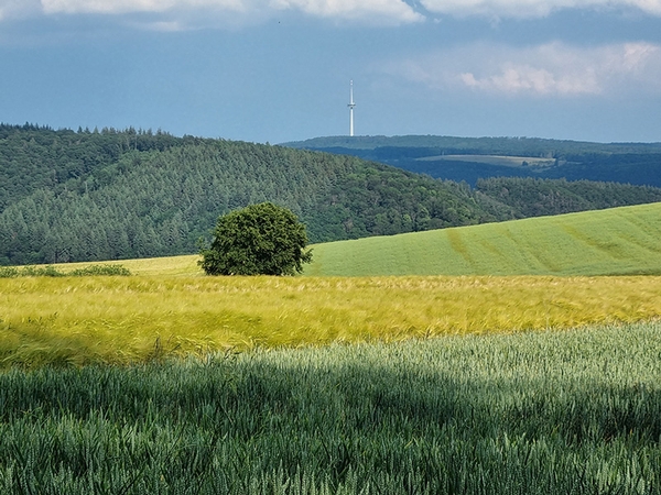 Ein Ausblick auf ein Rapsfeld, im Hintergrund ist ein Baum zu sehen.
