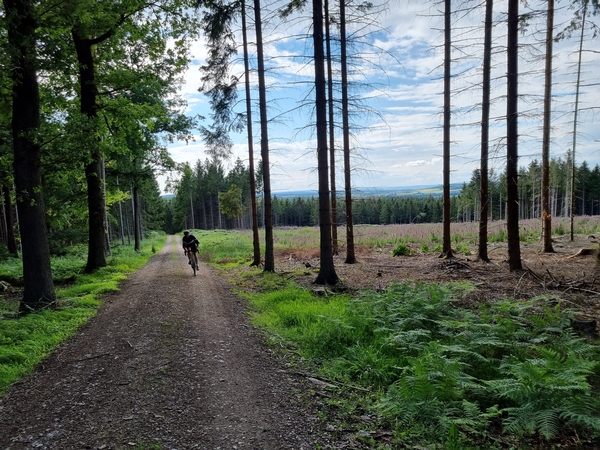 Eine Aufnahme von einem Waldweg mit Bäumen